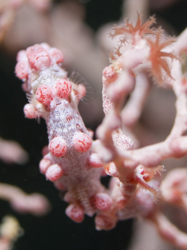 Seaventures House Reef, Pygmy Seahorse